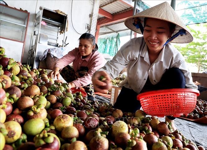 Niềm vui của người nông dân khi được mùa măng cụt tại vùng trồng trái cây huyện Chợ Lách, tỉnh Bến Tre. Ảnh: Hồng Đạt - TTXVN