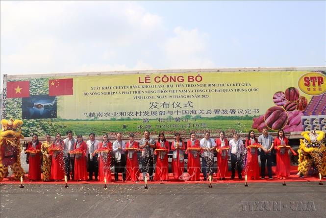 UBND tỉnh Vĩnh Long phối hợp với Cục Bảo vệ thực vật (Bộ Nông nghiệp và Phát triển Nông thôn) tổ chức Lễ công bố xuất khẩu chuyến hàng khoai lang đầu tiên của Việt Nam sang thị trường Trung Quốc. Ảnh: Lê Thúy Hằng – TTXVN