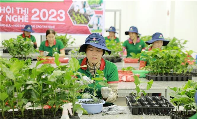 Để phát triển chanh leo thành cây “triệu đô”, tỉnh Gia Lai chú trọng sản xuất giống chanh leo đạt chuẩn. Ảnh: Quang Thái – TTXVN
