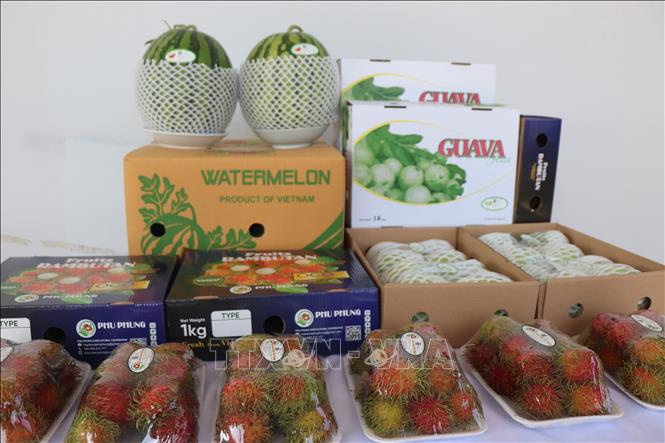 Sản phẩm chôm chôm, ổi, dưa hấu của Hợp tác nông nghiệp Phú Phụng (Vĩnh Long) được hỗ trợ vốn để xe lạnh bảo quản sản phẩm vận chuyển đi xuất khẩu. Ảnh: Thu Hiền - TTXVN