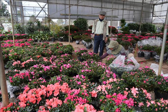 Xã Phụng Công (Hưng Yên) hiện có trên 350 ha diện tích trồng hoa, cây cảnh với 2 hợp tác xã và 10 tổ hợp tác. Ảnh Mạnh Khánh-TTXVN