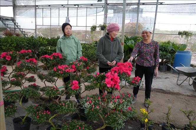 Nhiều người dân ở các vùng miền tìm đến xã Phụng Công để lựa chọn mua hoa, cây cảnh chơi Tết. Ảnh Mạnh Khánh-TTXVN