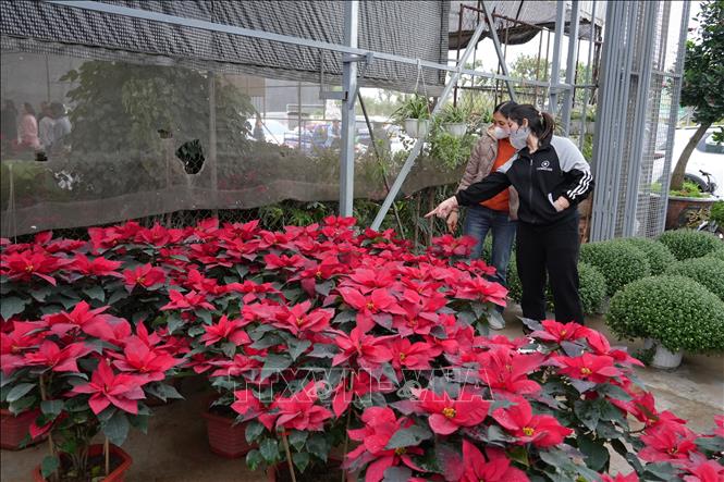 Hoa Phụng Công khoe sắc dịp Tết Nguyên đán cổ truyền. Ảnh Mạnh Khánh-TTXVN