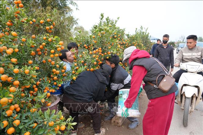 Nhiều người dân ở các vùng miền tìm đến xã Phụng Công để lựa chọn mua hoa, cây cảnh chơi Tết. Ảnh Mạnh Khánh-TTXVN