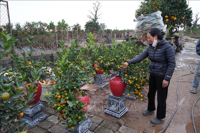 Nhiều người dân ở các vùng miền tìm đến xã Phụng Công để lựa chọn mua hoa, cây cảnh chơi Tết. Ảnh Mạnh Khánh-TTXVN