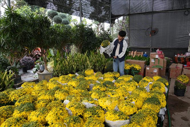 Nhiều người dân ở các vùng miền tìm đến xã Phụng Công để lựa chọn mua hoa, cây cảnh chơi Tết. Ảnh Mạnh Khánh-TTXVN