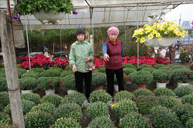 Nhiều người dân ở các vùng miền tìm đến xã Phụng Công để lựa chọn mua hoa, cây cảnh chơi Tết. Ảnh Mạnh Khánh-TTXVN