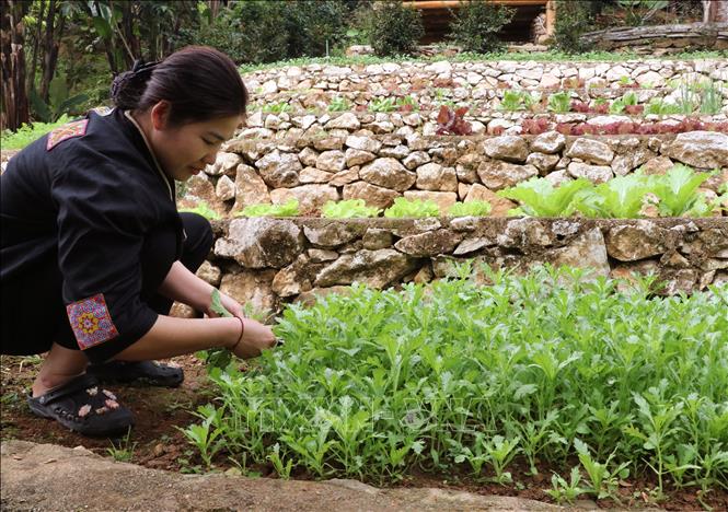 Người dân và các cơ sở homestay ở phường Hà Giang 1 (Tuyên Quang) chú trọng giữ không gian xanh phụ vụ du lịch. Ảnh: Đức Thọ - TTXVN.