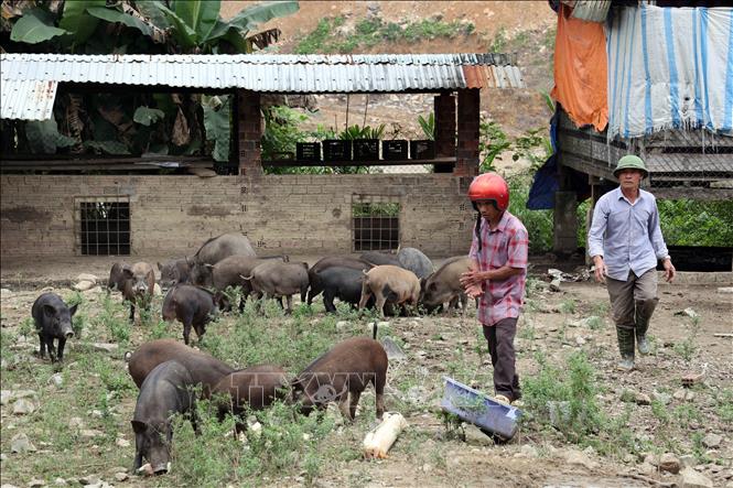 Ông Võ Bàng  xã miền núi Trà tân, thành phố Đà Nẵng chăm sóc đàn heo rừng F1. Ảnh: Trần Tĩnh - TTXVN 