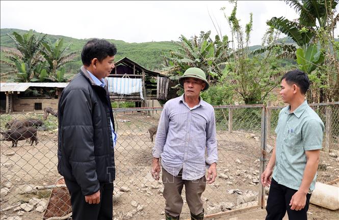 Ông Võ Bàng (giữa) cùng lãnh đạo Đảng ủy xã miền núi Trà tân, thành phố Đà Nẵng trao đổi kinh nghiệp nuôi heo rừng lai. Ảnh: Trần Tĩnh - TTXVN 