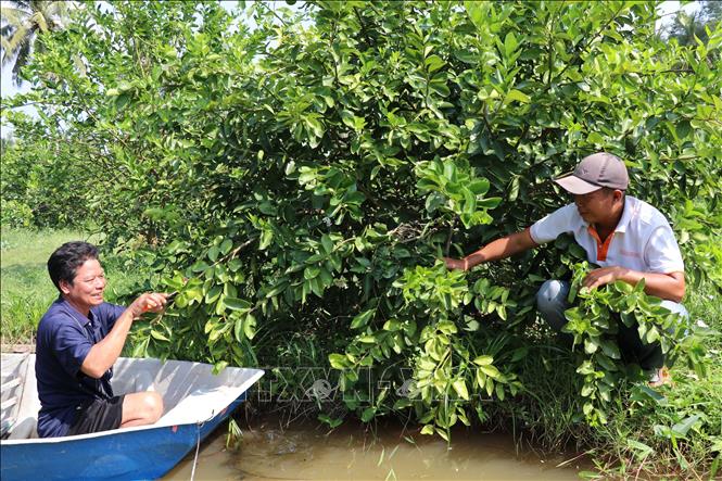 Vườn chanh không hạt 1,7 ha của gia đình ông Lâm Ngọc Hải (bên trái), thành viên Tổ chi hội nghề nghiệp trồng chanh không hạt xã Song Lộc cho hiệu quả cao gấp 6-8 lần so với trồng lúa. Ảnh: Thanh Hòa- TTXVN