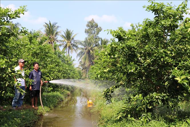 Vườn chanh không hạt 2 năm rưỡi của gia đình ông Lâm Ngọc Hải (bên phải), thành viên Tổ chi hội nghề nghiệp trồng chanh không hạt xã Song Lộc cho hiệu quả cao gấp 6-8 lần so với trồng lúa. Ảnh: Thanh Hòa- TTXVN