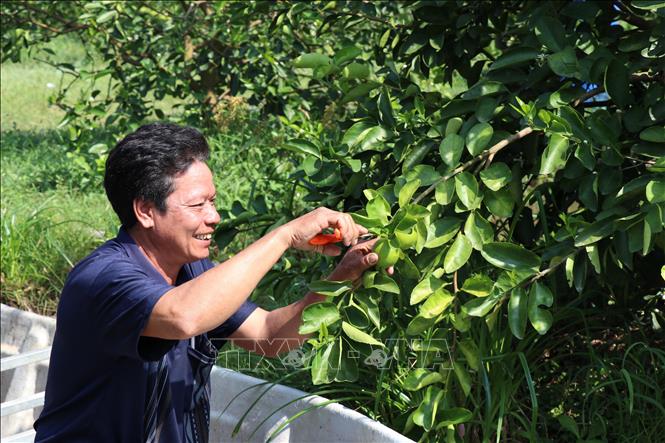 Vườn chanh không hạt 1,7 ha của gia đình ông Lâm Ngọc Hải, thành viên Tổ chi hội nghề nghiệp trồng chanh không hạt xã Song Lộc cho hiệu quả cao gấp 6-8 lần so với trồng lúa. Ảnh: Thanh Hòa- TTXVN