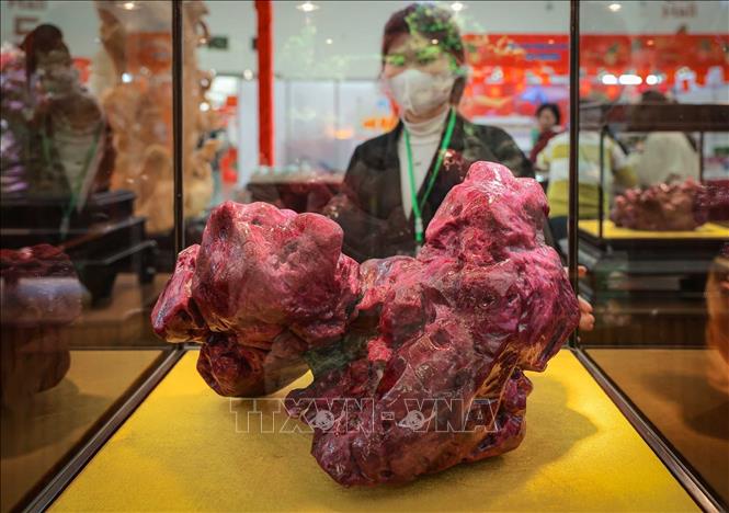 Viên đá quý cực hiếm có giá trị từ Hồng Ngọc (Ruby) nặng 42,8 kg được giới thiệu tại hội chợ. Ảnh: Hoàng Hiếu - TTXVN