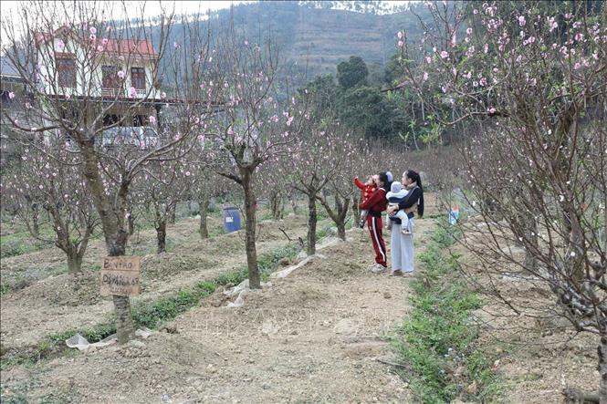 Phường Lương Văn Tri có 80 hộ trồng đào trên diện tích hơn 100 ha với nhiều giống đào có giá trị kinh tế và thẩm mỹ cao như đào phai, đào bích, đào thất thốn... Ảnh: Anh Tuấn – TTXVN