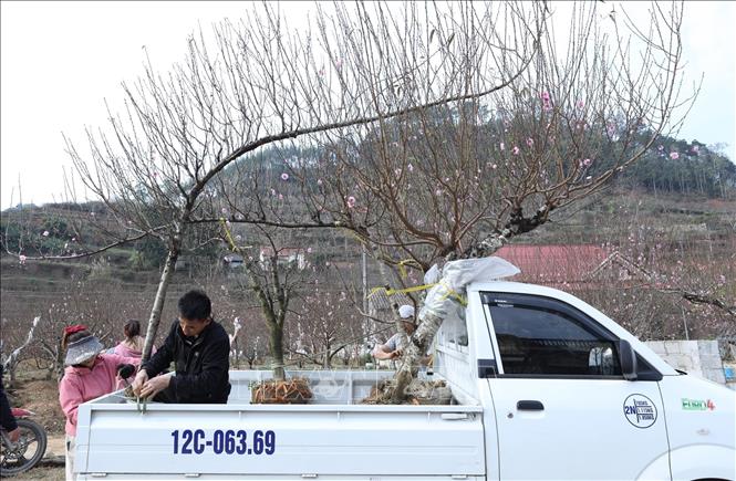 Gia đình chị Hoàng Thị Mai, khối Quảng Hồng, phường Lương Văn Tri giao đào cho khách. Ảnh: Anh Tuấn – TTXVN