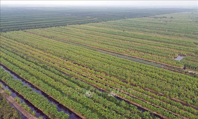 Những vườn trái cây ở U Minh Thượng thêm xanh tốt nhờ vốn vay ưu đãi. Ảnh: Trần Việt - TTXVN