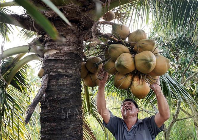 Vốn vay hộ sản xuất kinh doanh đã giúp gia đình ông Huỳnh Hải Đăng ở ấp Kênh 5, xã U Minh Thượng cải tạo vườn trông cây cho hiệu quả tốt. Ảnh: Trần Việt - TTXVN