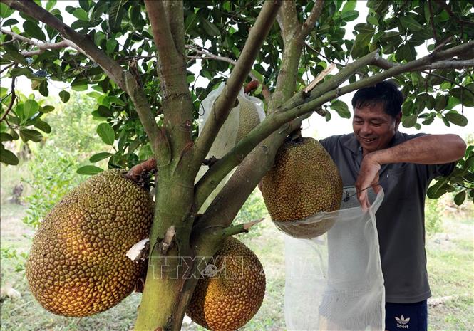 Vốn vay hộ sản xuất kinh doanh đã giúp gia đình ông Huỳnh Hải Đăng ở ấp Kênh 5, xã U Minh Thượng cải tạo vườn trông cây cho hiệu quả tốt. Ảnh: Trần Việt - TTXVN