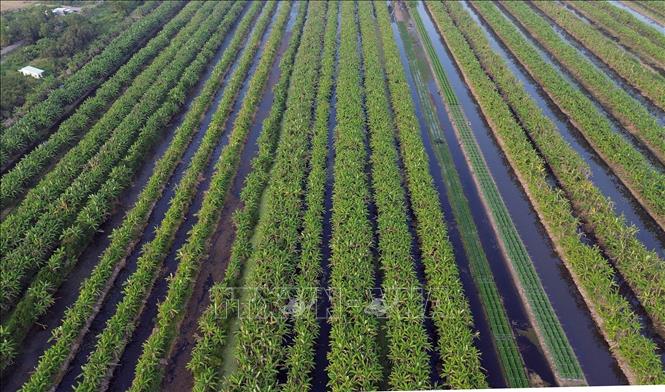 Những vườn trái cây ở U Minh Thượng thêm xanh tốt nhờ vốn vay ưu đãi. Ảnh: Trần Việt - TTXVN