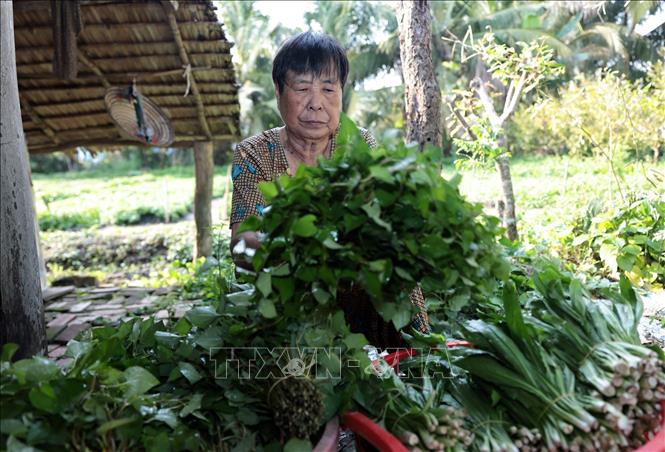 Gia đình bà Nguyễn Thị Cẩm Trân ở ấp Minh Trung, xã U Minh Thượng vay vốn chương trình hộ nghèo đầu tư cải tạo vườn trồng rau, 2 ha trồng lúa, gia đình có cơ hội thoát nghèo. Ảnh: Trần Việt - TTXVN