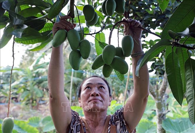 Vườn cây của gia đình bà Nguyễn Thị Thu Hà ở xã U Minh Thượng chĩu quả hơn nhờ vốn vay ưu đãi. Ảnh: Trần Việt - TTXVN