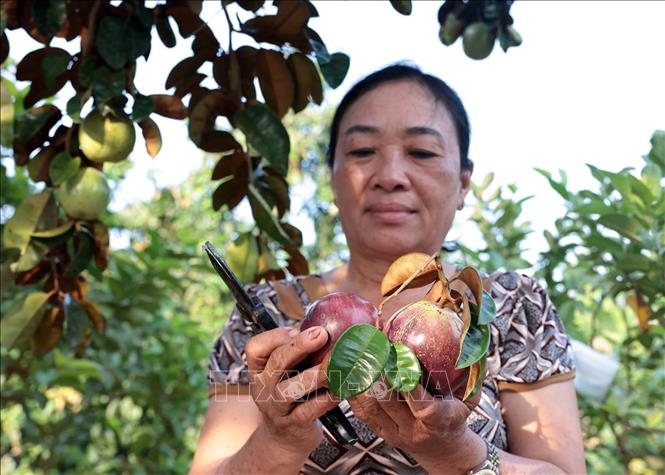 Vườn cây của gia đình bà Nguyễn Thị Thu Hà ở xã U Minh Thượng chĩu quả hơn nhờ vốn vay ưu đãi. Ảnh: Trần Việt - TTXVN