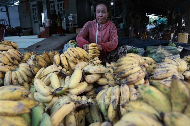 Có thêm vốn vay ưu đãi, gia đình chị Nguyễn Thị Thu Vân ở xã U Minh Thượng có điều kiện chăm sóc 4ha chuối. Ảnh: Trần Việt - TTXVN
