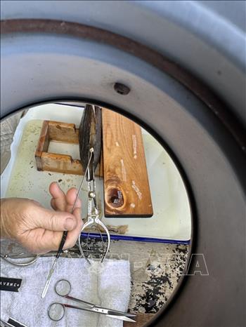 Kỹ thuật viên đang thực hiện công đoạn cấy mô vào con trai để tạo ngọc. Ảnh: Nguyễn Tuyến - Pv TTXVN tại Nhật Bản