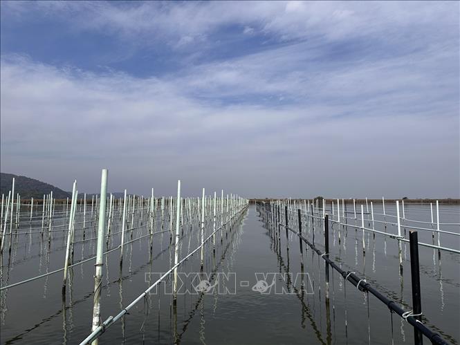 Khu vực nuôi thả trai với mỗi dây thừng gắn với một khay lưới sắt chứa trai chìm trong hồ nước. Ảnh: Nguyễn Tuyến - Pv TTXVN tại Nhật Bản