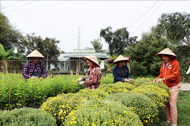 Nhà vườn chăm sóc hoa cúc mâm xôi. Ảnh: Thu Hiền - TTXVN