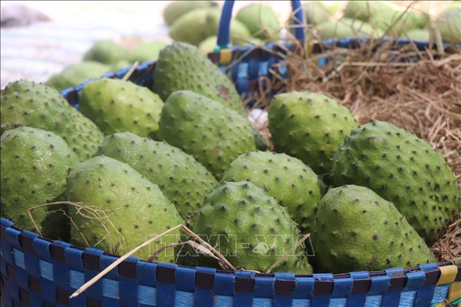 Theo báo cáo từ ngành Nông nghiệp thành phố Cần Thơ, tổng sản lượng trái cây phục vụ Tết ước đạt 50.000 tấn. Ảnh: Thu Hiền - TTXVN