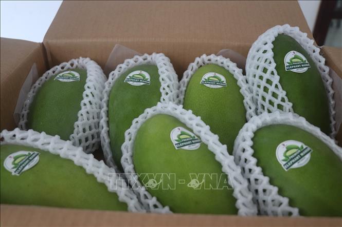 Theo dự báo của nhà vườn, cận Tết giá xoài sẽ tăng cao do sản lượng khan hiếm, nhu cầu tăng. Ảnh: Thu Hiền - TTXVN