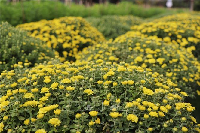 Cần Thơ cung ứng trên 2 triệu chậu hoa kiểng các loại phục vụ thị trường Tết Bính Ngọ 2026. Ảnh: Thu Hiền - TTXVN