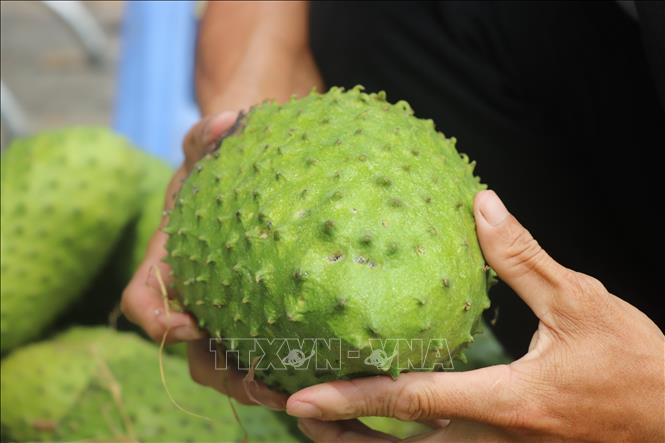 Mãng cầu xiêm là loại trái cây hút khách dịp Tết với mong ước may mắn, phú quý. Ảnh: Thu Hiền - TTXVN