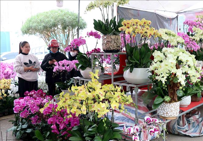 Người dân lựa chọn mua sản phẩm vui chơi dịp Tết. Ảnh: Trần Trang-TTXVN 