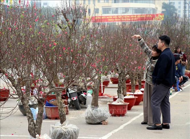 Khu vực bán hoa đào được bố trí tại Quảng trường Võ Nguyên Giáp. Ảnh: Trần Trang-TTXVN 