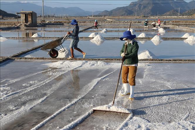 Người dân xã Vĩnh Hải (tỉnh Khánh Hòa) tích cực sản xuất muối, từng bước khôi phục sinh kế sau mưa lũ. Ảnh: Nguyễn Thành - TTXVN