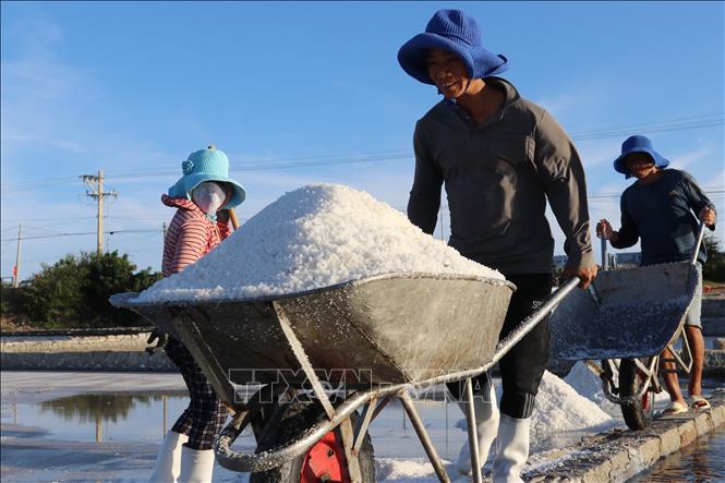 Người dân xã Vĩnh Hải (tỉnh Khánh Hòa) tích cực sản xuất muối, từng bước khôi phục sinh kế sau mưa lũ. Ảnh: Nguyễn Thành - TTXVN