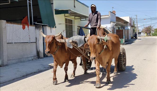 Cuộc sống thường nhật của đồng bào Chăm tại xã Ninh Phước (tỉnh Khánh Hòa) dần ổn định sau mưa lũ. Ảnh: Nguyễn Thành - TTXVN