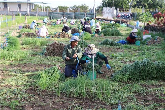 Nông dân xã Phước Dinh (tỉnh Khánh Hòa) thu hoạch hành, ổn định sản xuất nông nghiệp sau thiên tai. Ảnh: Nguyễn Thành - TTXVN