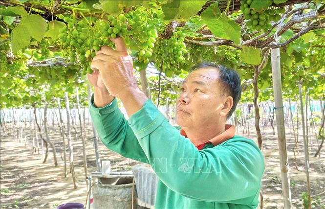 Nông dân xã Vĩnh Hải (tỉnh Khánh Hòa) khôi phục sản xuất nông nghiệp sau thiên tai. Ảnh: Nguyễn Thành - TTXVN