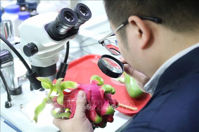 Hoa quả tươi được lực lượng Kiểm dịch thực vật cửa khẩu Tân Thanh (Lạng Sơn) kiểm tra trực quan. Ảnh: Quang Duy – TTXVN