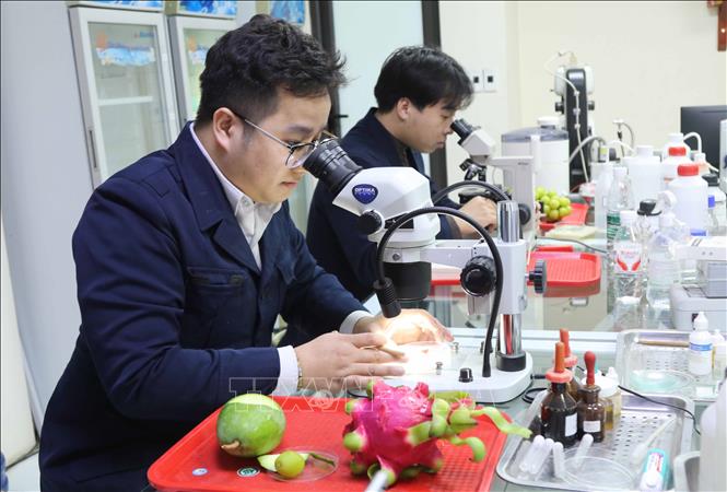 Mẫu nông sản được lực lượng Kiểm dịch thực vật cửa khẩu Tân Thanh (Lạng Sơn) kiểm tra kỹ lưỡng qua nhiều khâu. Ảnh: Quang Duy – TTXVN