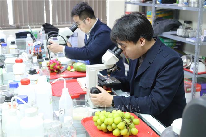 Cán bộ Kiểm dịch thực vật cửa khẩu Tân Thanh (Lạng Sơn) kiểm tra những mẫu nông sản qua kính hiển vi. Ảnh: Quang Duy – TTXVN