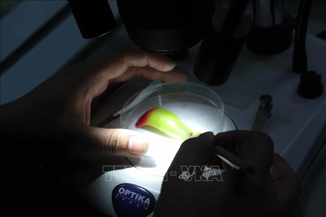 Mẫu nông sản được kiểm tra kỹ lưỡng nhằm phát hiện sinh vật và các yếu tố không đảm bảo thông quan lô hàng. Ảnh: Quang Duy - TTXVN