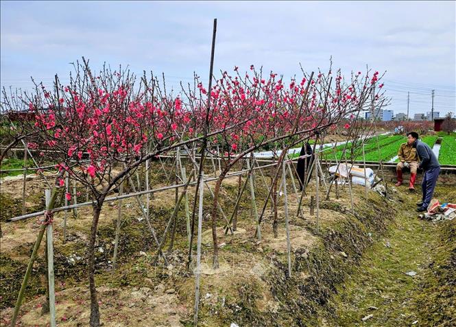 Vườn đào nở rộ, thu hút khách đến tham quan và mua sắm trong những ngày giáp Tết. Ảnh: Đồng Thúy-TTXVN