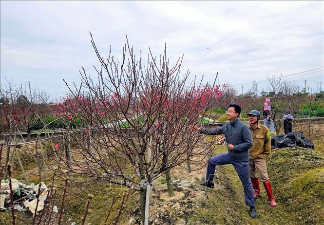 Khách hàng tham quan, lựa chọn đào tại các vườn đào trên địa bàn tỉnh Bắc Ninh những ngày cận Tết. Ảnh: Đồng Thúy-TTXVN