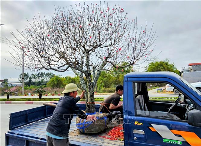 Đào thế được bó gốc, vận chuyển ra thị trường tiêu thụ phục vụ nhu cầu chơi Tết của người dân. Ảnh: Đồng Thúy-TTXVN