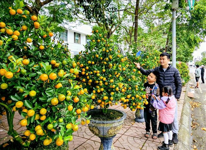 Người dân lựa chọn quất cảnh trưng bày dịp Tết tại các tuyến đường, điểm bán hoa cây cảnh ở Bắc Ninh. Ảnh: Đồng Thúy-TTXVN